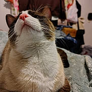 Odin Artemis joined the competition — help win amazing prizes! bedding, bedroom, blanket, blurred_background, cat, close_up, cozy, curtains, domestic, feline, fur, indoor, muzzle, nose_up, paws, pet, pink_nose, portrait, relaxed, whiskers