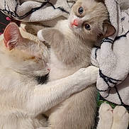 Odin Artemis joined the competition — help win amazing prizes! cat, kitten, animal, pet, sleeping, hugging, blanket, fur, cute, cozy, resting, whiskers, ears, paws, indoor, soft, comfort, closeup, mammal, domestic