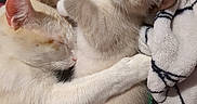 Odin Artemis joined the competition — help win amazing prizes! animal, blanket, cat, closeup, comfort, cozy, cute, domestic, ears, fur, hugging, indoor, kitten, mammal, paws, pet, resting, sleeping, soft, whiskers