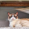 Odin Artemis joined the competition — help win amazing prizes! blue_eyes, carpet, cat, close_up, cozy, curtain, ears, feline, fur, home_interior, indoor, looking_down, muzzle, pet, pink_nose, portrait, relaxed, sitting, whiskers, wooden_beam
