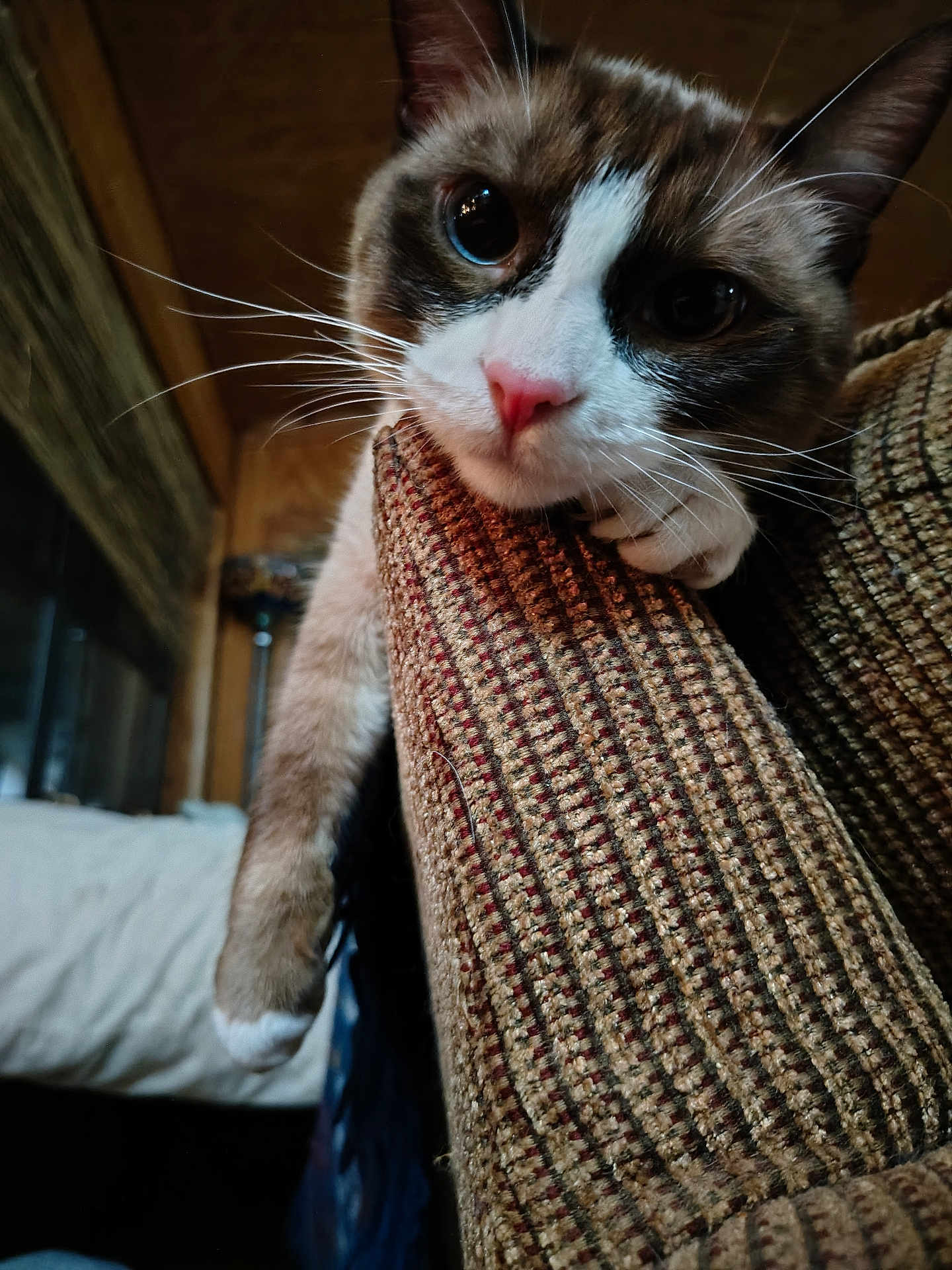 Odin Artemis is registered to the contest to win money with this photo: cat, animal, pet, feline, whiskers, paw, couch, armrest, indoor, closeup, curious, relaxed, brown, white, texture, furniture, cozy, home, soft_light, resting