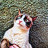 Odin Artemis is registered to the contest to win money with this photo: brown_fur, carpet, cat, close_up, feline, fur, green_eyes, hand, human_hand, indoor, paw, pet, pink_nose, playful, portrait, relaxed, sock, texture, whiskers, white_fur
