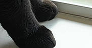 Mycroft Holmes Lorton joined the competition — help win amazing prizes! black_fur, cat, cat_paws, clean_surface, close_up, cozy, fur_texture, indoor, mammal, mesh, natural_light, paws, pet, resting, shadow, sill, small_feet, trim, window_screen, windowsill