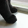 black_fur, cat, cat_paws, clean_surface, close_up, cozy, fur_texture, indoor, mammal, mesh, natural_light, paws, pet, resting, shadow, sill, small_feet, trim, window_screen, windowsill