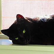 Mycroft Holmes Lorton is registered to the contest to win money with this photo: cat, black_cat, green_eyes, windowsill, sunlight, indoor, pet, feline, resting, close_up, animal, sleepy, cozy, mesh_screen, quiet, relaxed, portrait, whiskers, fur, domestic_cat