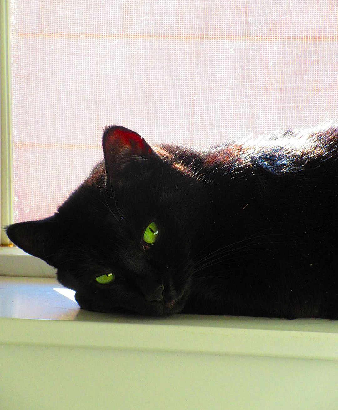 Mycroft Holmes Lorton