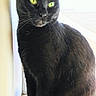 black_cat, cat, close_up, curious, domestic_animal, ears, feline, fur, green_eyes, indoor, looking, majestic, paws, pet, portrait, sitting, sunlight, whiskers, window, windowsill