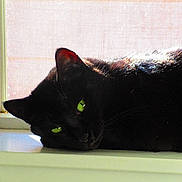Mycroft Holmes Lorton is registered to the contest to win money with this photo: animal, black_cat, cat, close_up, ear, feline, fur, green_eyes, indoor, lounging, pet, portrait, relaxed, screen, shadow, sleepy, sunlight, whiskers, window, windowsill