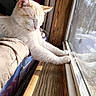 cat, closeup, cozy, cream_colored, curtains, daylight, feline, houseplant, indoor, paws, peaceful, pet, reflection, relaxation, sleeping, stretching, sunlight, window, windowsill, wooden