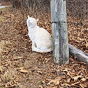 Fennec Odair is registered to the contest to win money with this photo: acorns, animal, autumn, calm, cat, daylight, dry_leaves, feline, ground, leaves, nature, outdoor, pet, rustic, serene, sitting, tree, white_cat, wildlife, wooden_post
