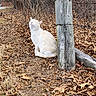 acorns, animal, autumn, calm, cat, daylight, dry_leaves, feline, ground, leaves, nature, outdoor, pet, rustic, serene, sitting, tree, white_cat, wildlife, wooden_post