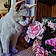 Fennec Odair