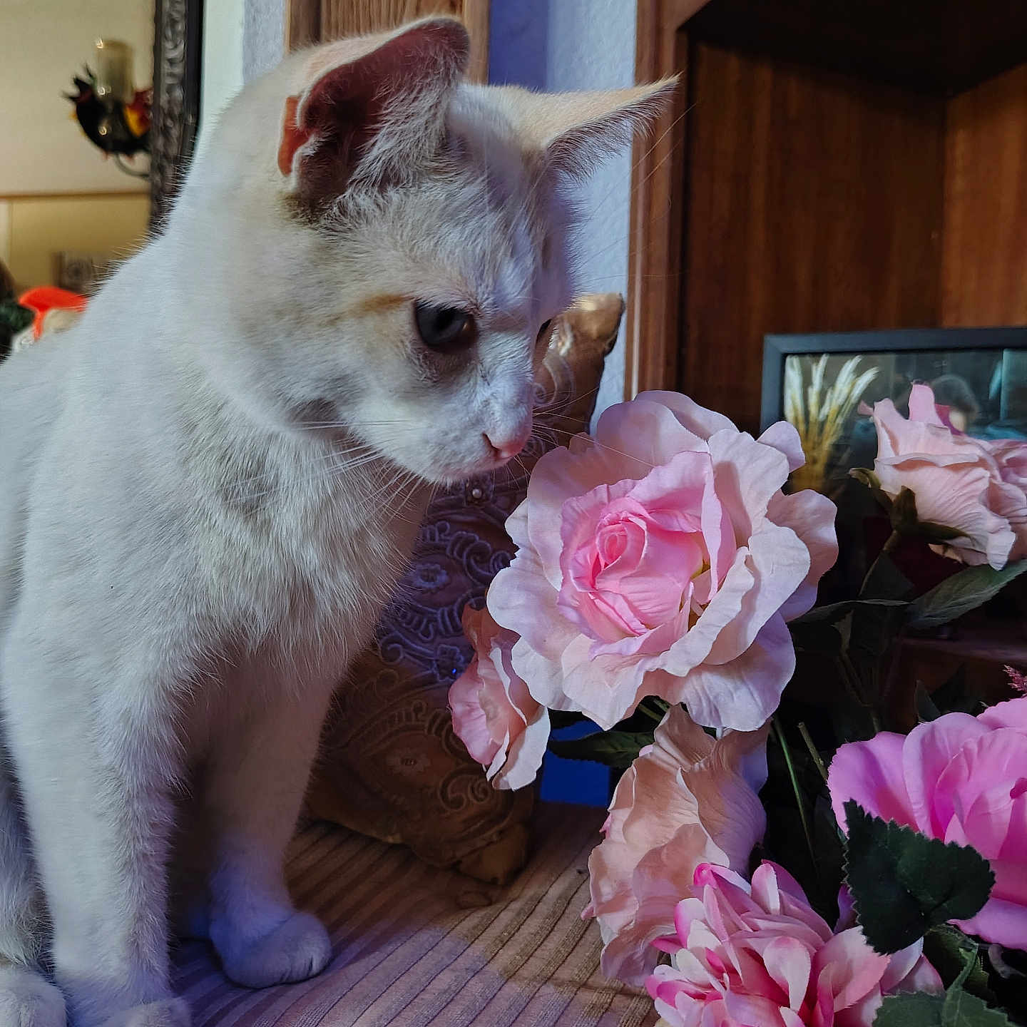 Fennec Odair