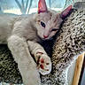 animal, blue_eyes, carpeted_perch, cat, closeup, cozy, cute, ears, feline, fur, indoor, paw, pet, relaxing, resting, sleepy, soft, sunlight, whiskers, window