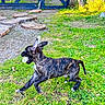 Cash is registered to the contest to win money with this photo: animal, brindle, canine, daylight, dog, ear_flap, fence, gate, grass, greenery, motion, nature, outdoor, pet, playful, puppy, running, stick, wooden_stepping_stones, yard