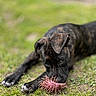 Cash joined the competition — help win amazing prizes! animal, brindle, chew_toy, closeup, curious, cute, dog, expression, focus, grass, lying_down, nature, outdoor, paw, pet, play, puppy, snout, toy, young