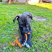 Cash is registered to the contest to win money with this photo: animal, chewing, cute, dog, fence, garden, grass, greenery, nature, orange_rope, outdoor, pet, playful, playtime, puppy, summer, sunlight, toy, wooden_table, young_dog