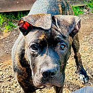 Cash joined the competition — help win amazing prizes! dog, brindle_coat, outdoor, curious, pet, canine, animal, close_up, portrait, grass, wood, ground, ears, snout, face, nature, daylight, looking, mammal, young