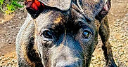 Cash joined the competition — help win amazing prizes! animal, brindle_coat, canine, close_up, curious, daylight, dog, ears, face, grass, ground, looking, mammal, nature, outdoor, pet, portrait, snout, wood, young