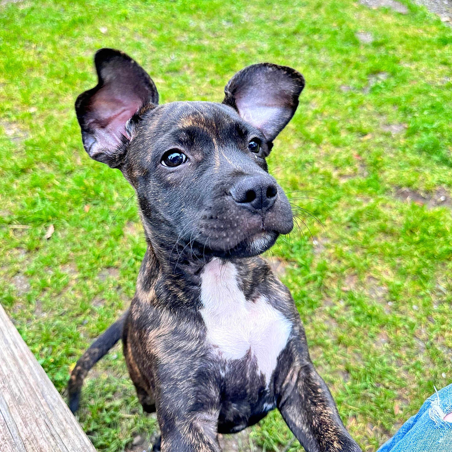 Cash is registered to the contest to win money with this photo: dog, puppy, brindle, ears, outdoor, grass, bench, closeup, curious, pet, animal, nature, young, cute, playful, snout, whiskers, daylight, friendly, canine