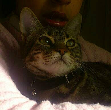 Guismo participe au concours pour gagner de l'argent avec cette photo : carnivore, cat, domestic_short_haired_cat, felidae, fur, small_to_medium_sized_cats, terrestrial_animal, whiskers