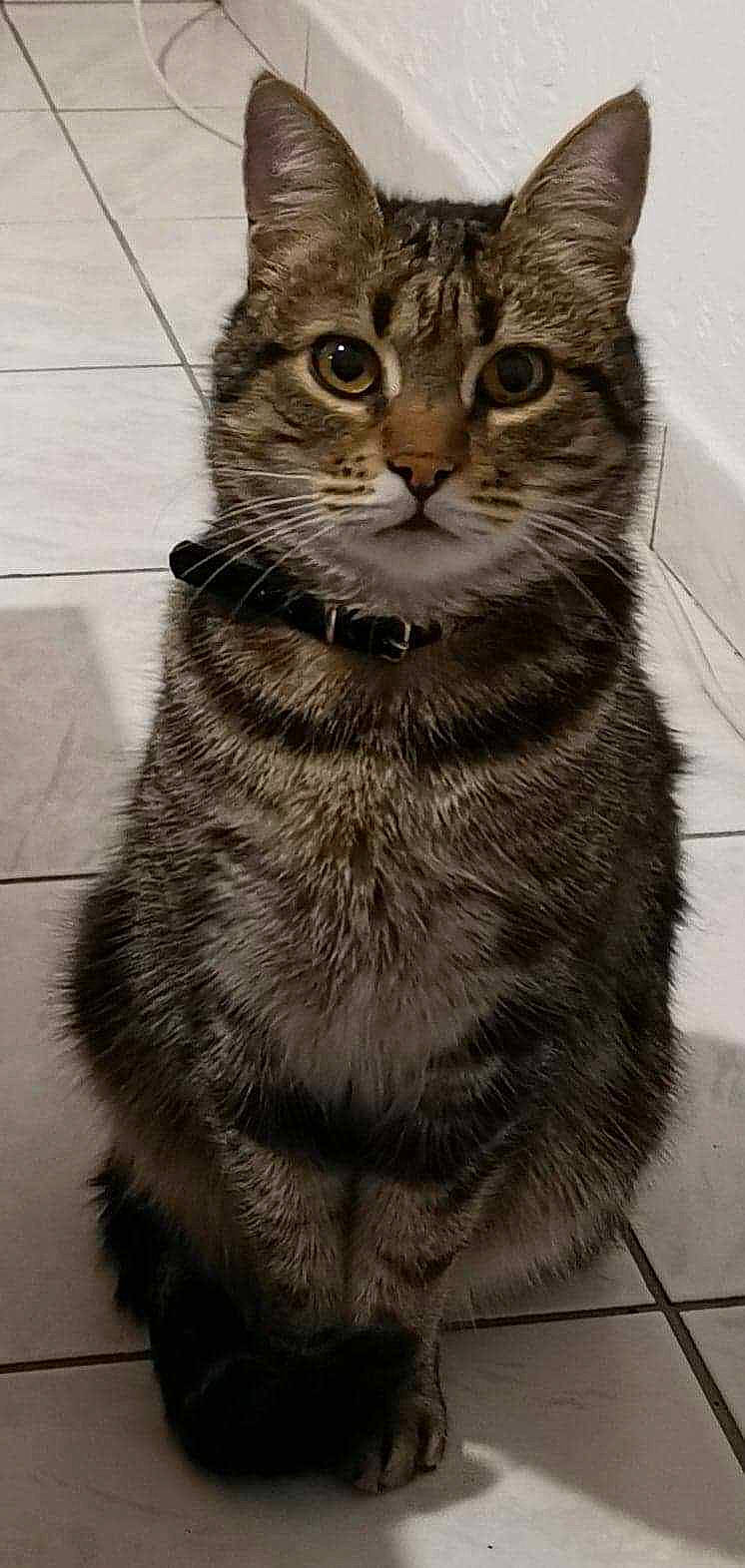 Guismo a rejoint le concours — aidez-le/la à gagner de superbes lots ! art, carnivore, cat, domestic_short_haired_cat, door, eye, felidae, fur, grey, monochrome, monochrome_photography, sitting, small_to_medium_sized_cats, tail, terrestrial_animal, whiskers, wildlife