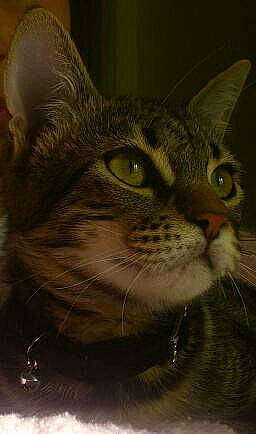 Guismo participe au concours pour gagner de l'argent avec cette photo : carnivore, cat, domestic_short_haired_cat, felidae, fur, grass, small_to_medium_sized_cats, terrestrial_animal, whiskers, window