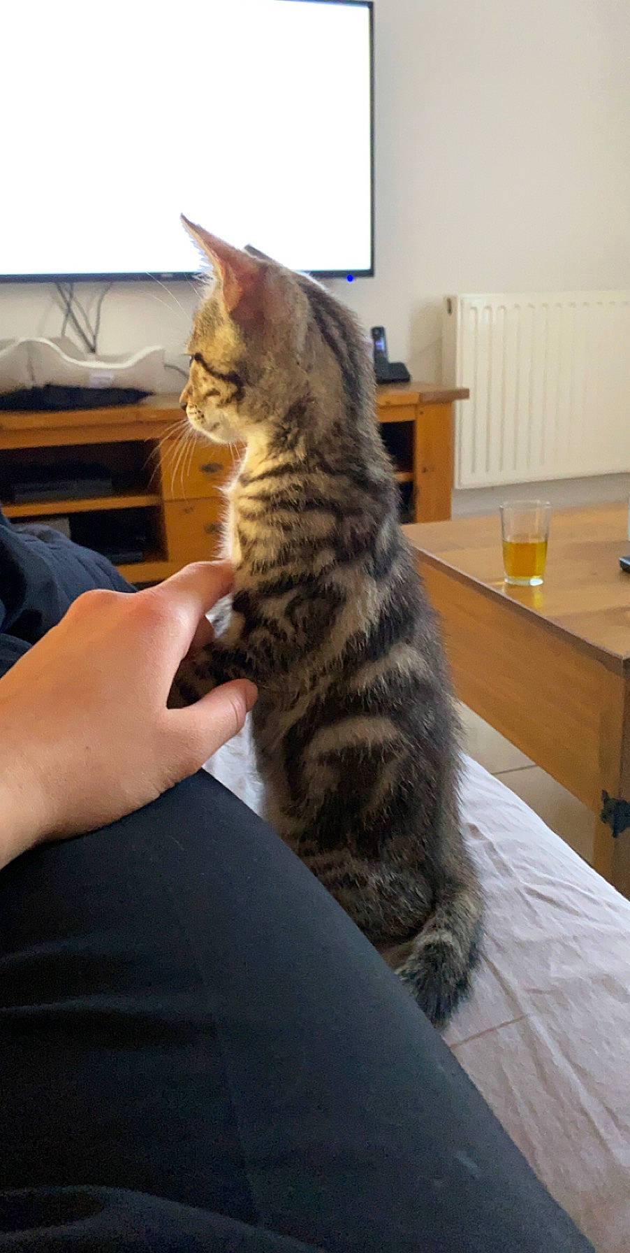 Princess participe au concours pour gagner de l'argent avec cette photo : carnivore, cat, comfort, domestic_short_haired_cat, felidae, fur, gesture, paw, sitting, small_to_medium_sized_cats, snout, table, whiskers, window