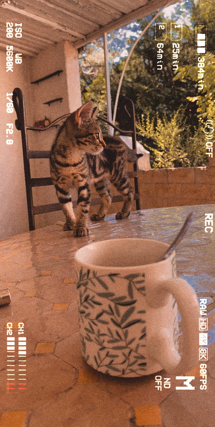 Princess a rejoint le concours — aidez-le/la à gagner de superbes lots ! brown, carnivore, cat, coffee_cup, cup, dishware, door, drinkware, fawn, felidae, light, plant, porcelain, pottery, serveware, tableware, teacup, whiskers, window, wood