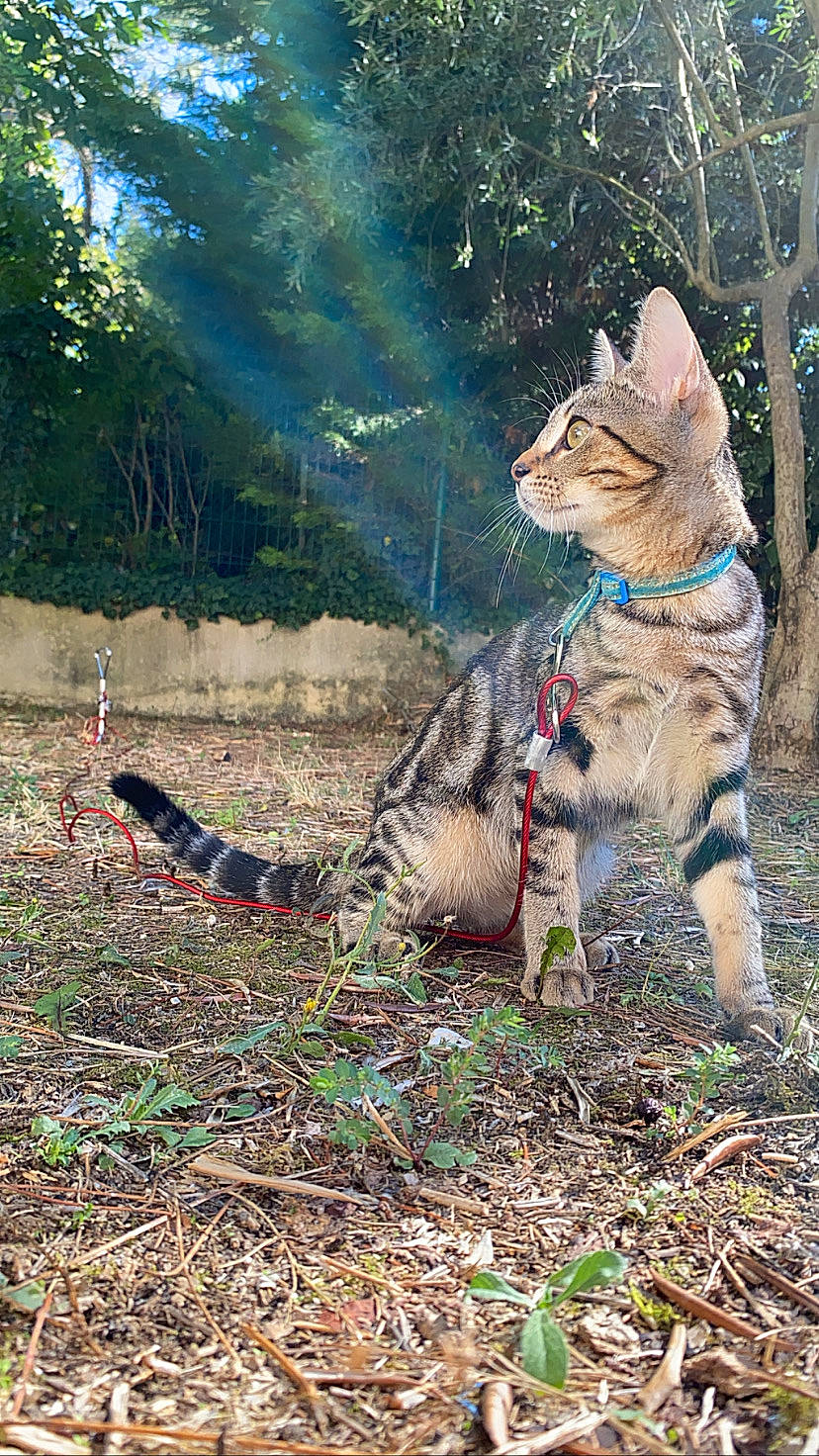 Princess a rejoint le concours — aidez-le/la à gagner de superbes lots ! art, carnivore, cat, domestic_short_haired_cat, fawn, felidae, fur, grass, phasianidae, plant, sitting, small_to_medium_sized_cats, snout, soil, tail, terrestrial_animal, tree, trunk, whiskers, wildlife