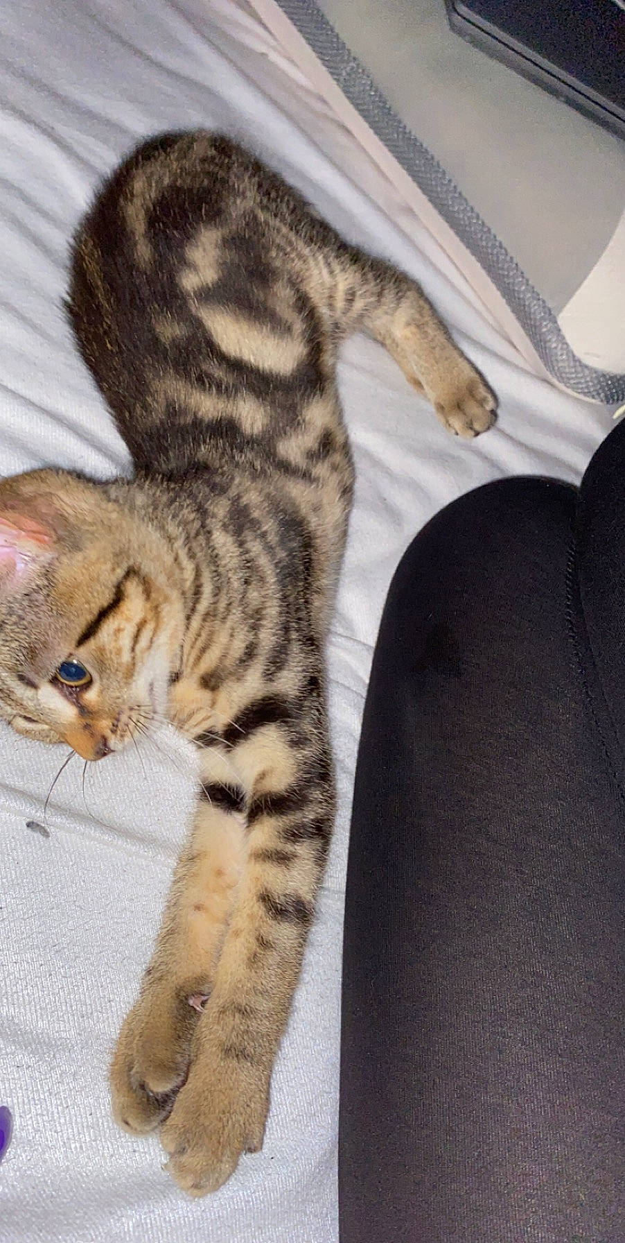 Princess a rejoint le concours — aidez-le/la à gagner de superbes lots ! carnivore, cat, claw, comfort, domestic_short_haired_cat, eye, fawn, felidae, foot, fur, head, paw, sitting, small_to_medium_sized_cats, snout, tail, terrestrial_animal, whiskers, wildlife