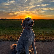 Kobi is registered to the contest to win money with this photo: dog, sunset, outdoor, field, grass, sky, clouds, pavement, animal, pet, curly_fur, silhouette, nature, collar, sun_glow, backlit, sitting, landscape, peaceful, golden_hour