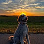 dog, sunset, outdoor, field, grass, sky, clouds, pavement, animal, pet, curly_fur, silhouette, nature, collar, sun_glow, backlit, sitting, landscape, peaceful, golden_hour