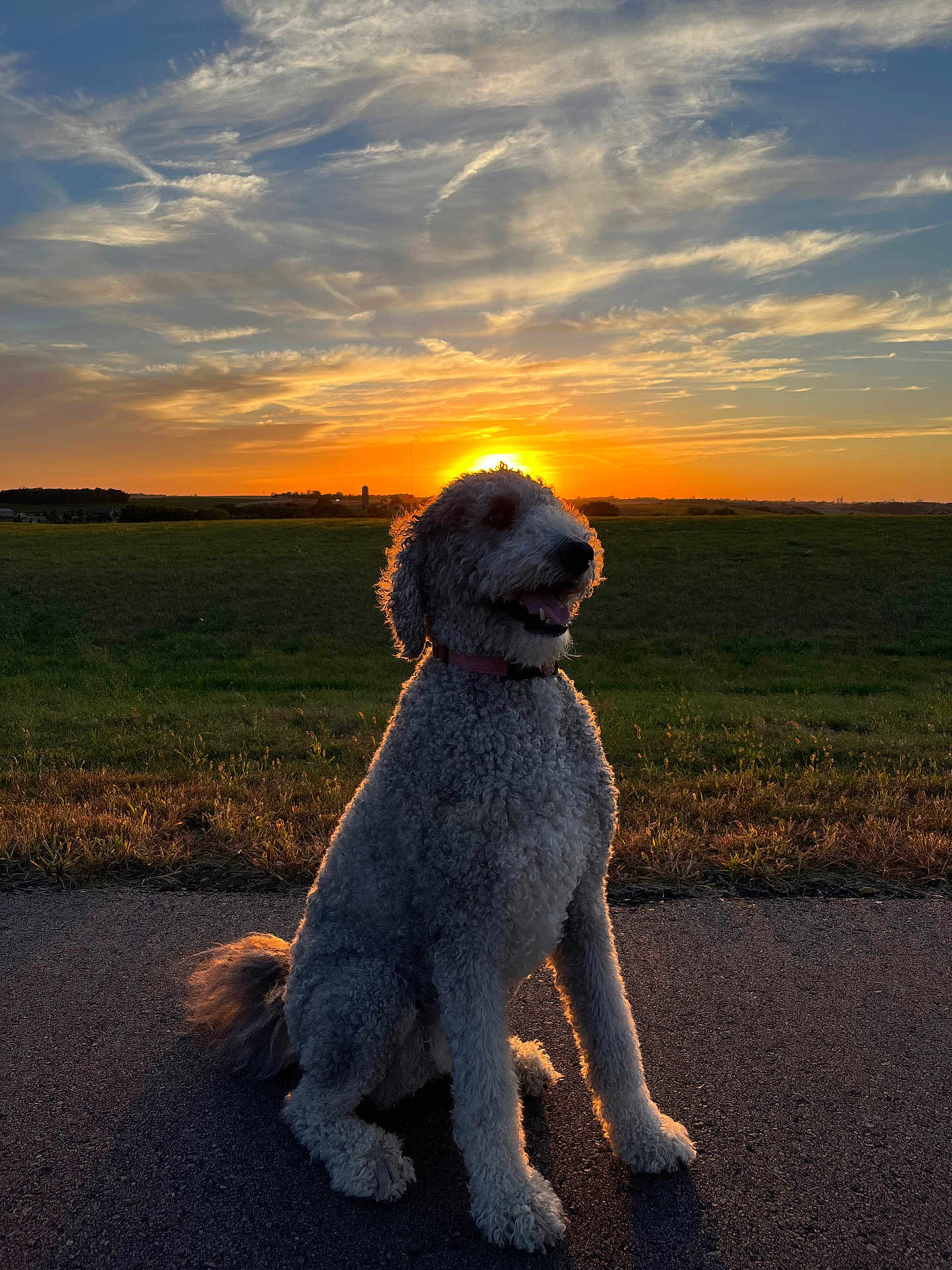 Kobi