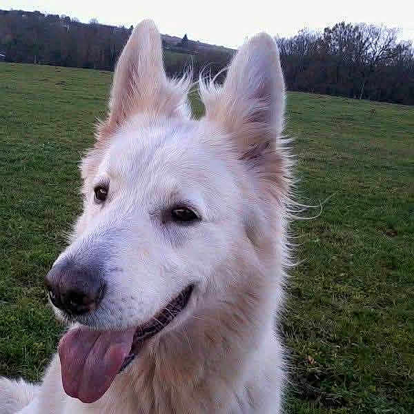 Cinty participe au concours pour gagner de l'argent avec cette photo : animal, close_up, dog, field, fluffy, grass, happy, hillside, long_hair, nature, open_mouth, outdoor, pet, pointed_ears, portrait, smiling, tongue, trees, white_dog, woodland