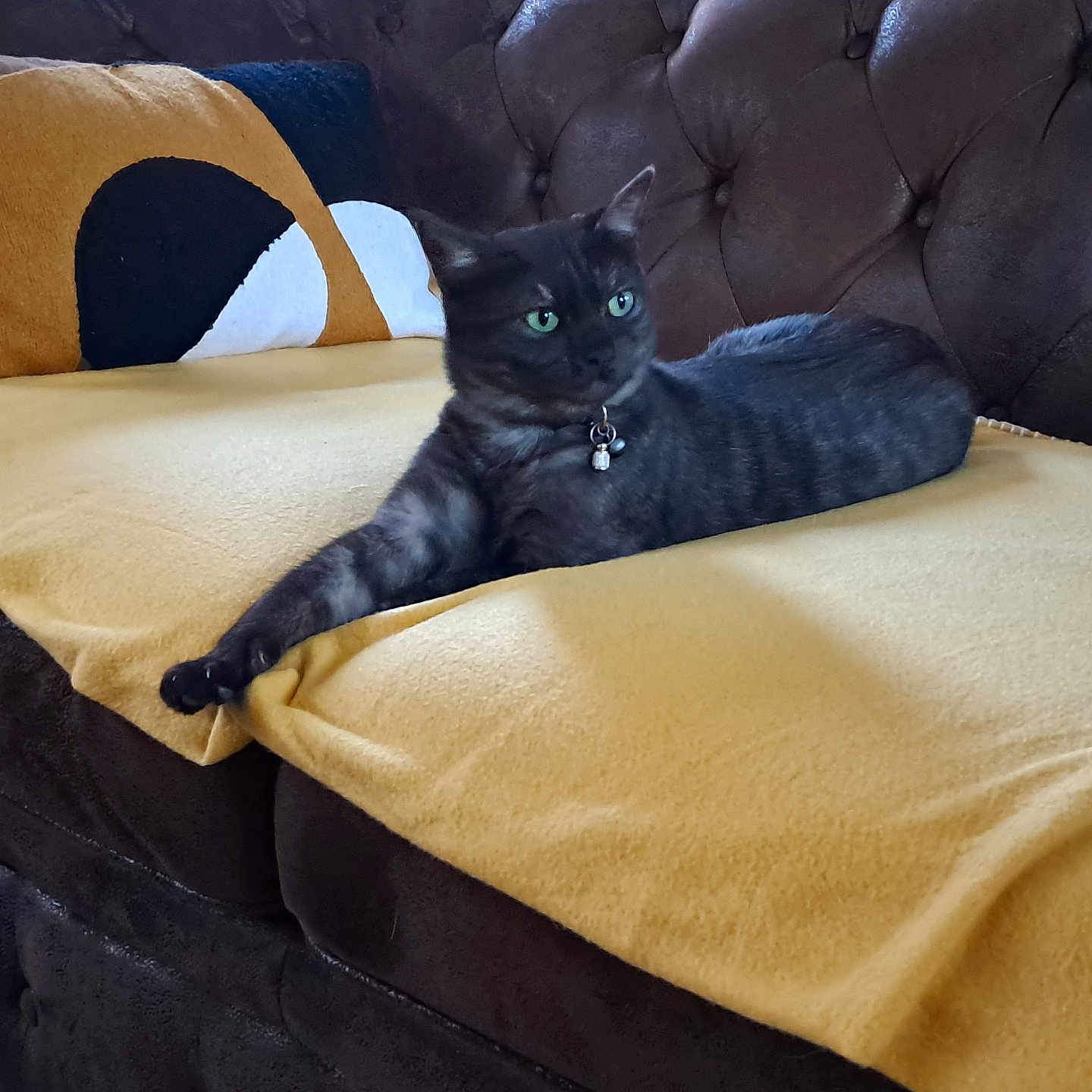 Poutina a rejoint le concours — aidez-le/la à gagner de superbes lots ! animal, architecture, bed, bedroom, blackcat, blanket, building, cat, couch, cushion, furniture, homedecor, indoors, interiordesign, kitten, livingroom, manx, pet, pillow, room