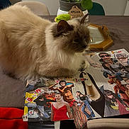 Eiffel a rejoint le concours — aidez-le/la à gagner de superbes lots ! cat, fluffy, table, collage, magazine_cutouts, indoor, plant, potted_plant, fur, curious, brown, cream, furniture, chair, decor, relaxing, pet, animal, cozy, colorful