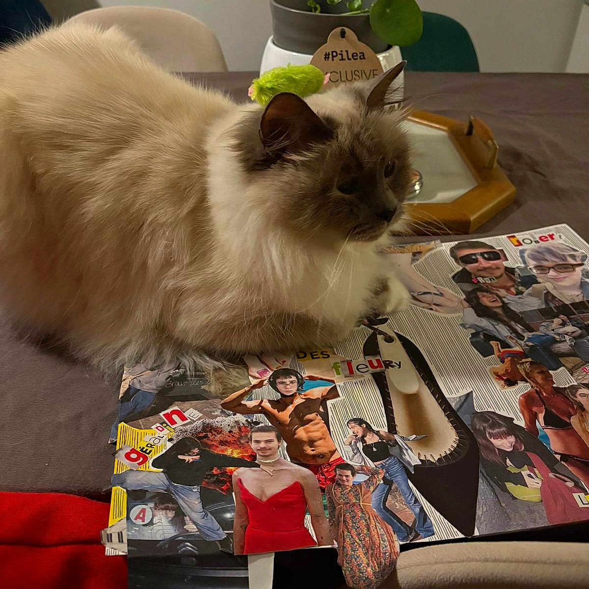 Eiffel a rejoint le concours — aidez-le/la à gagner de superbes lots ! cat, fluffy, table, collage, magazine_cutouts, indoor, plant, potted_plant, fur, curious, brown, cream, furniture, chair, decor, relaxing, pet, animal, cozy, colorful