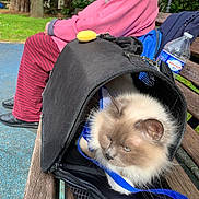 Eiffel a rejoint le concours — aidez-le/la à gagner de superbes lots ! animal, bench, blue_leash, casual, cat, daylight, fluffy_cat, greenery, leisure, outdoor, park, person, pet_carrier, pink_clothing, resting, seated, striped_pants, tree, water_bottle, wooden_bench