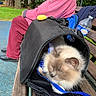 animal, bench, blue_leash, casual, cat, daylight, fluffy_cat, greenery, leisure, outdoor, park, person, pet_carrier, pink_clothing, resting, seated, striped_pants, tree, water_bottle, wooden_bench