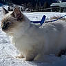 Eiffel participe au concours pour gagner de l'argent avec cette photo : animal, blue_eyes, cat, cold, daylight, feline, fluffy_fur, harness, landscape, leash, nature, outdoor, pet, scenery, ski_lift, snow, sunlight, trees, walking, winter