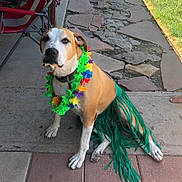 Master Kroger is registered to the contest to win money with this photo: dog, leash, flower_garland, grass_skirt, patio, stone_path, concrete, outdoor, pet, brown_dog, white_dog, sitting, costume, colorful, summer, grass, foot, chair, calm, animal
