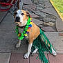 dog, leash, flower_garland, grass_skirt, patio, stone_path, concrete, outdoor, pet, brown_dog, white_dog, sitting, costume, colorful, summer, grass, foot, chair, calm, animal
