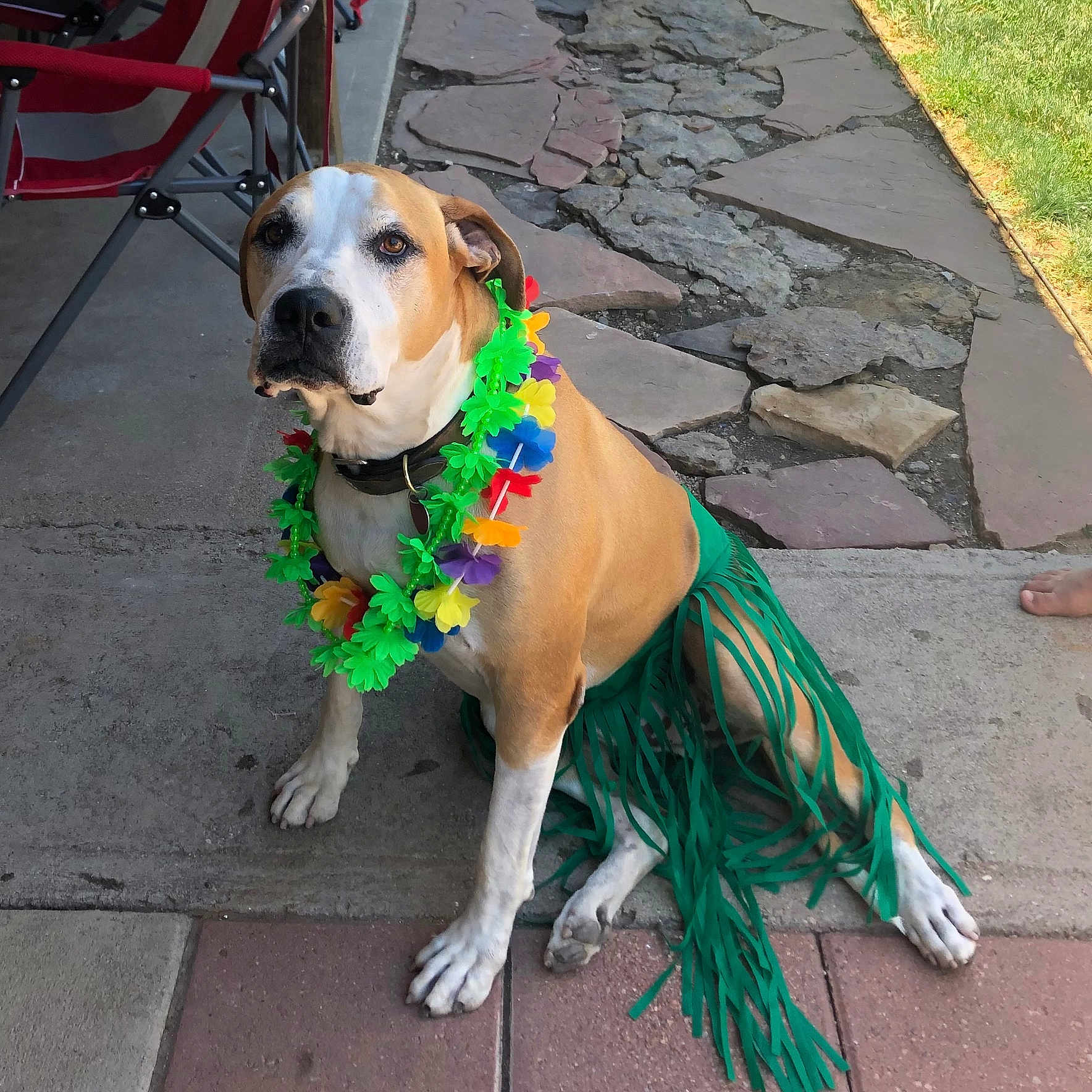 Master Kroger is registered to the contest to win money with this photo: animal, brown_dog, calm, chair, colorful, concrete, costume, dog, flower_garland, foot, grass, grass_skirt, leash, outdoor, patio, pet, sitting, stone_path, summer, white_dog