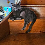 Saona a rejoint le concours — aidez-le/la à gagner de superbes lots ! animal, butterfly, calm, cat, cozy, domestic, furniture, gray_cat, home, indoor, living_room, pet, relaxed, resting, stairs, television, wall_decor, wood, wooden_stairs, yellow_eyes
