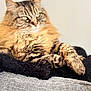 animal, blanket, cat, closeup, couch, cozy, domestic_animal, feline, fluffy, fur, indoor, paws, pet, portrait, relaxed, resting, soft_texture, striped, tabby, whiskers