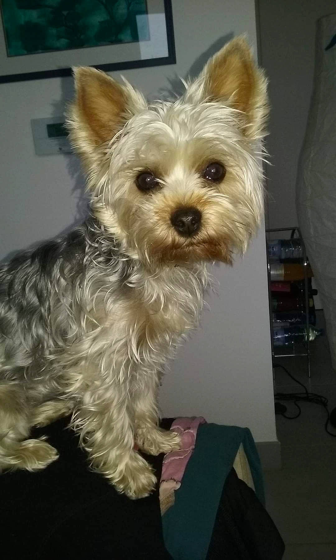 Jipsie a rejoint le concours — aidez-le/la à gagner de superbes lots ! biewer_terrier, canidae, carnivore, companion_dog, dog, dog_breed, dog_supply, fur, small_terrier, snout, sporting_group, terrier, toy_dog, working_animal, yorkipoo