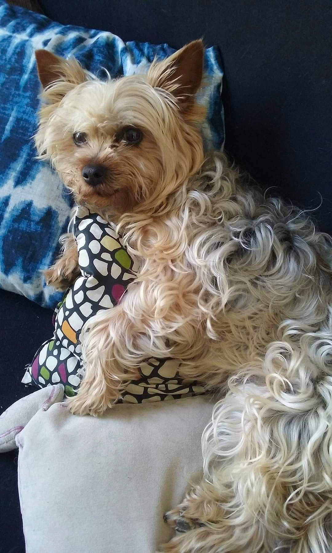 Jipsie participe au concours pour gagner de l'argent avec cette photo : canidae, carnivore, collar, companion_dog, dog, dog_breed, dog_collar, dog_supply, event, fashion_accessory, fashion_design, fawn, fur, liver, pet_supply, small_terrier, terrier, toy_dog, working_animal, yorkshire_terrier