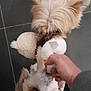 dog, dogs, small_dog, toy, plush_toy, tug_of_war, hand, tiled_floor, indoor, playing, pet, fur, white_fur, brown_fur, long_hair, closeup, eyes, paws, human_hand, floor_tiles