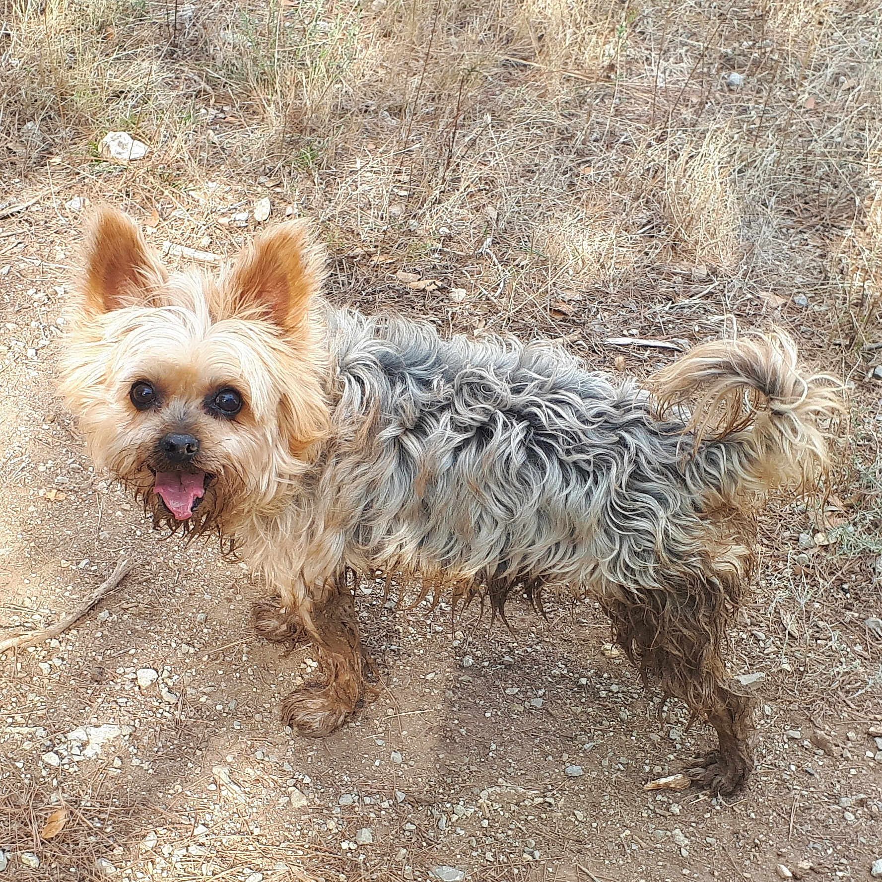 Jipsie a rejoint le concours — aidez-le/la à gagner de superbes lots ! dog, yorkshire_terrier, small_dog, muddy, wet_fur, outdoors, dirt, grass, tongue_out, happy, standing, pet, scruffy, trail, paws, portrait, looking_at_camera, natural_light, tan_fur, long_hair